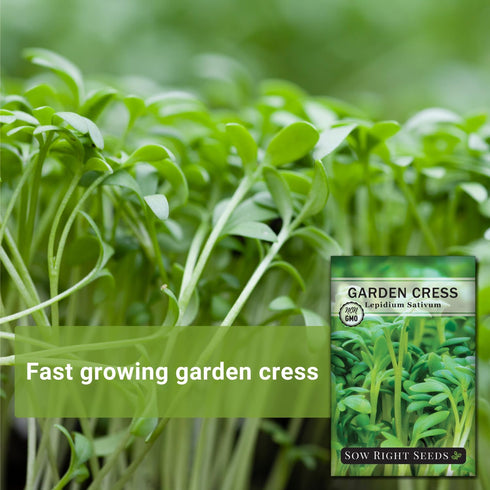 Packet (1) Sow Right Seeds - Garden Cress Seeds for Planting - Non-GMO Heirloom with Instructions to Plant and Grow a