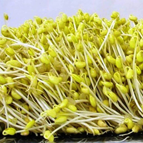 Organic Soybean Seeds 1 Lb, Non-GMO Perfect for Sprouting, Tofu, Food Storage,