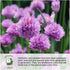 (1 Pack) Seed Needs Winter Savory Seeds for Planting - Non-GMO Heirloom & Untreated Perennial Herb Seed to Plant a