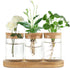 Dahey Plant Propagation Terrarium Desktop Glass Planter Station Water Planting Glass Vase
