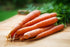 1.5g 91% Gaea's Blessing Seeds - Carrot Seeds - Tendersweet - Non-GMO Seeds with Easy to Follow Planting Instructions
