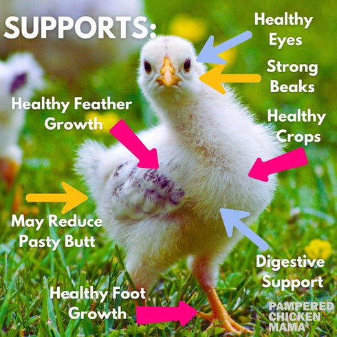 (20 Pampered Chicken Mama Chick Starter pounds) - All-Natural Backyard Baby Chick Food Supplies for Baby Chickens