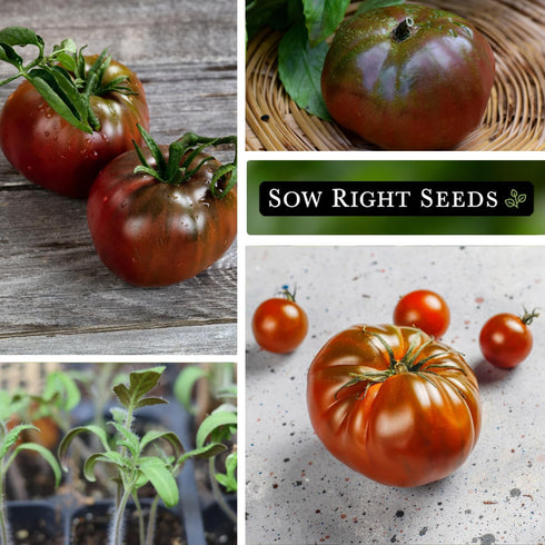 (1) Sow Right Seeds - Brandywine Black Tomato Seeds for Planting - Slicer Beefsteak with Dark Purple Color - Non-GMO