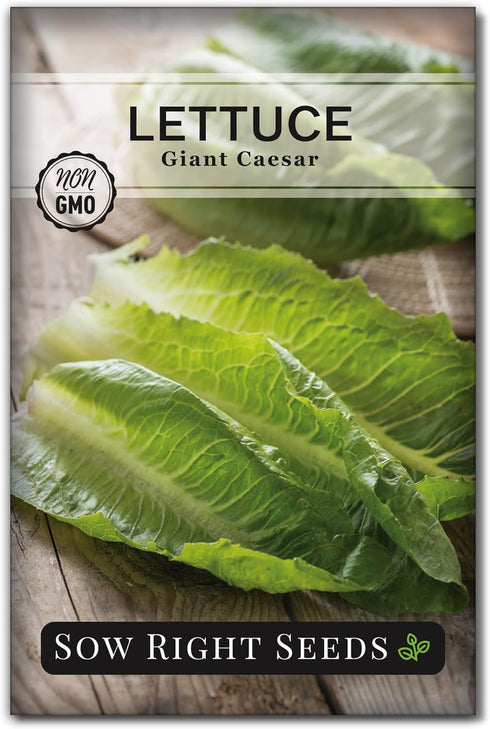 Sow Right Seeds - Giant Caesar Lettuce Seeds for Planting - Non-GMO