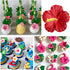 Hibiscus Flower Silicone Fondant Molds for Cake Decoration, Cupcake Topper, Chocolate Candy, Sugar Craft, Polymer Clay,