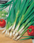 Apexmode 3500+ Long Green Scallion Seeds for Planting, Bunching Long Green Onion Seeds, Non-GMO Organic Heirloom