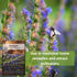 (1) Sow Right Seeds - Hyssop Seed for Planting - Medicinal Herb to Plant in Your Garden - Outdoors - Attracts