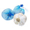 4 pcs Kejora Fresh Elephant Garlic Bulbs