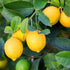6 Planting-40 &10 40 40 &40 10 Types Mix Fruit Seeds for Lemon Cheery & Orange & Apple Passion Fruit & Blueberry Seeds