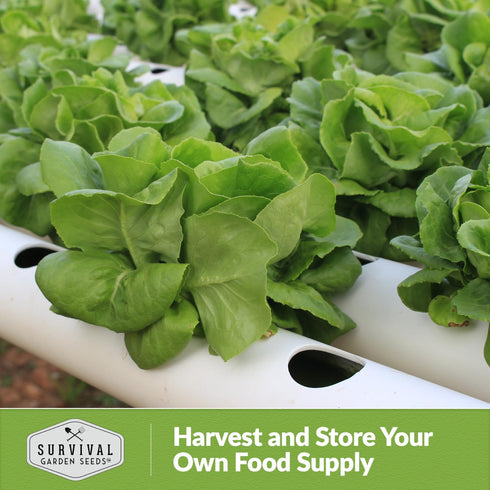 (1 Pack) All the Year Round Lettuce Seeds for Planting Slow-Bolting Butterhead Variety for Cool and Moderate Climates