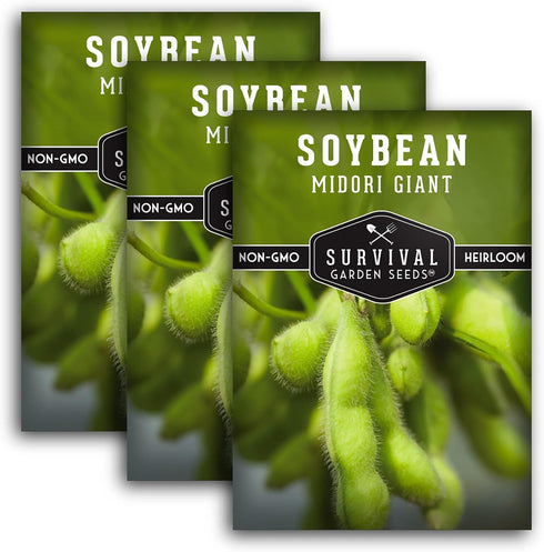 Midori Giant Soybean Seeds for Planting - Grow Protein-Rich Edamame Pods in