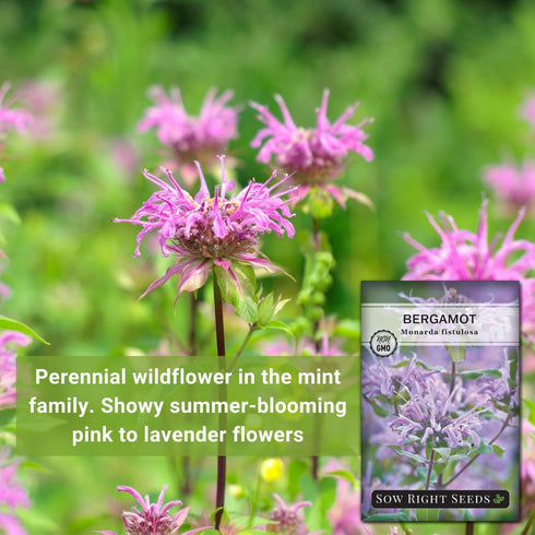 Packet (1) Sow Right Seeds - Bergamot (Bee Balm) Flower Seeds for Planting - Beautiful Flowers to Plant in Your Home
