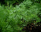 Ohio Heirloom Bouquet Dill Herb Seeds, 1,300+ Non-GMO Seeds for Easy Growth.