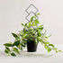 16inch 4 Pack Wellsign Indoor Plant Trellis for Climbing Plants, Small Garden Metal Trellis for Potted Plants Outdoor