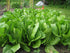 (1/4 Lb) Romaine Lettuce Seeds Bulk Non GMO