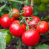 19.3 oz. 4-pack Bonnie Plants Big Beef Tomato