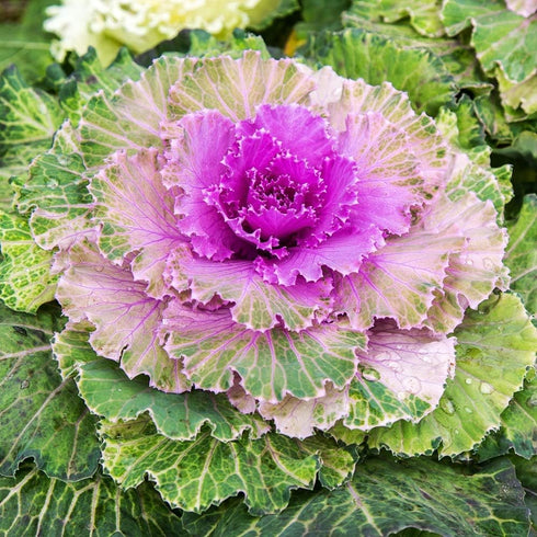 1000 Outsidepride Ornamental Kale Seeds - Pcs. Annual, Easy to Grow & Cold Hardy, Flower Seeds for Planting Edible