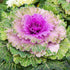 1000 Outsidepride Ornamental Kale Seeds - Pcs. Annual, Easy to Grow & Cold Hardy, Flower Seeds for Planting Edible