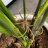 Mewcooss 6pcs Set Plant Stem Support, Iron Monstera Plants Support, Plant Stem Holder Support Unique Design Bamboo