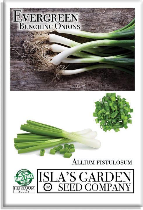 Evergreen Bunching Nebuka Onion Seeds for Planting, 500+ Heirloom Seeds Per Packet,