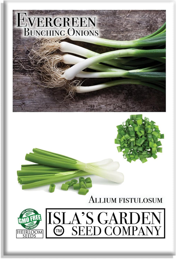 Evergreen Bunching Nebuka Onion Seeds for Planting, 500+ Heirloom Seeds Per Packet,