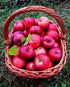 100 Heirloom Apple Seeds - Pcs Non-GMO for Planting