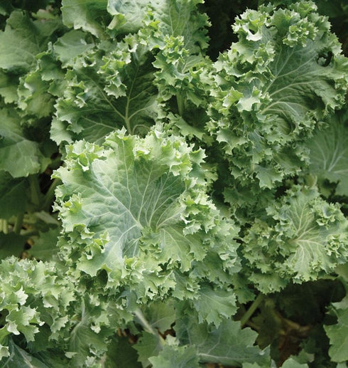 Generic 500 2+ Siberian Kale Seeds for Planting Heirloom Non GMO Grams Garden Vegetable Bulk Survival