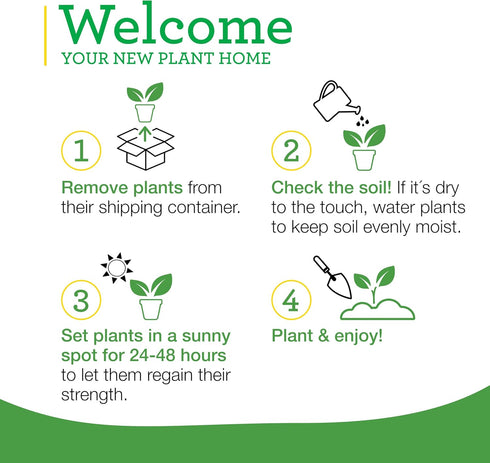 19.3 oz., 4-Pack Bonnie Plants Patio Tomato, Live Plant