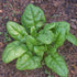 (3.0g) 95% Gaea's Blessing Seeds - Spinach Seeds - Bloomsdale Spinach Non-GMO Seeds with Easy to Follow Planting