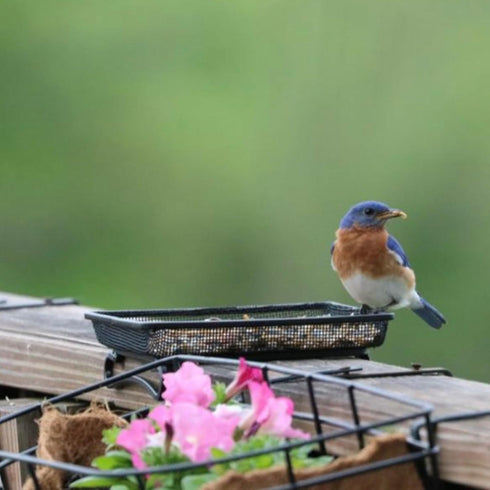 Wildlife and Bird Feeder, Deck and Ground Tray Feeder for Birds, Squirrels, Chipmunks, and Rabbits