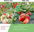Medoore 5 Pack Strawberry Supports, Adjustable Strawberry Growing Racks Plant Climbing Rack Vine Pillar Garden Stand