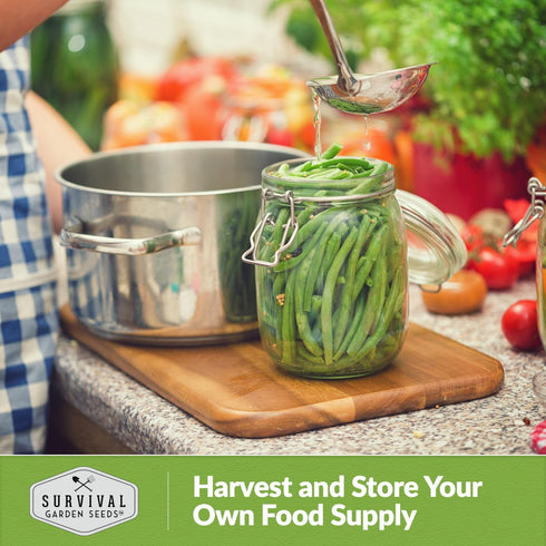 3 Packets French Slenderette Bush Bean Seeds for Planting with Instructions to Grow Haricots Verts in Your Home