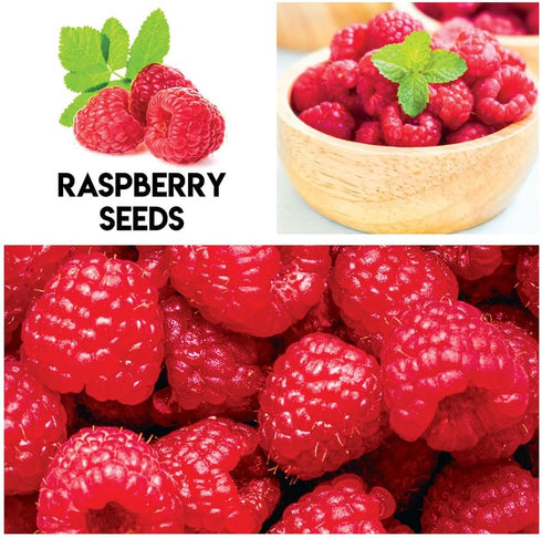 Mulberry. 100 Packaged Fruit Garden Seeds Kit for Growing - Elderberry, Blueberry, Red Strawberry, White Strawberry