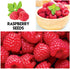 Mulberry. 100 Packaged Fruit Garden Seeds Kit for Growing - Elderberry, Blueberry, Red Strawberry, White Strawberry