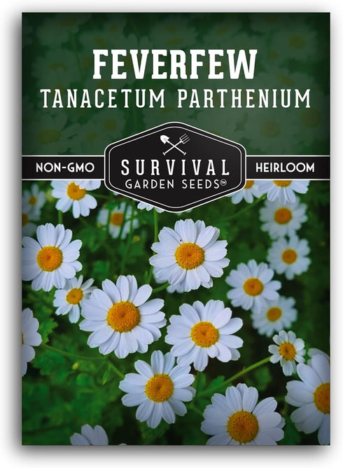 Feverfew Seeds for Planting - Perennial Daisy-Like Flower Herb, Pollinator Friendly Garden,