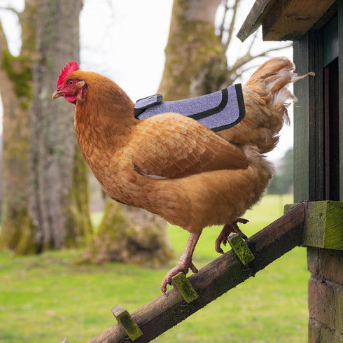 3 Pack Sides(3 Noamus Chicken Saddle for Hens, Premium Outdoor Saddle with Adjustable Strap, Sweater Clothes Poultry