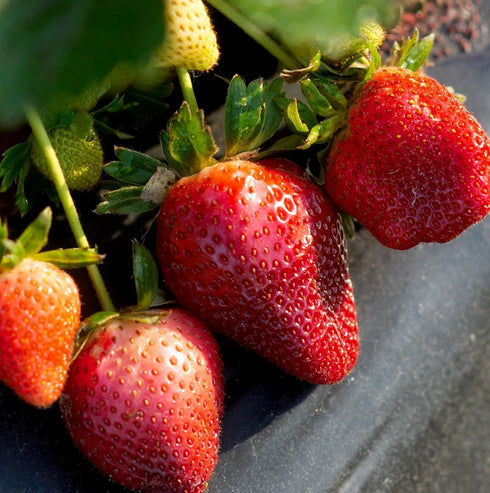1000+ Packaged Mixed Fruit Seeds for Planting - Strawberry Raspberry Blueberry & Grape Seeds Fresh Fruit - Individually