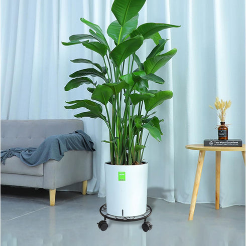 FAMIJOY 2 Pack Caddy,12 Inch 4 360 (12 Inches, Metal Plant Plant Stand Round Plant Roller with Lockable Caster Wheels