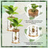 12 Packs Baderke Propagation Vases for Plants Plastic Plant Propagation with Hole Lid and Bamboo Stand Growing in Water