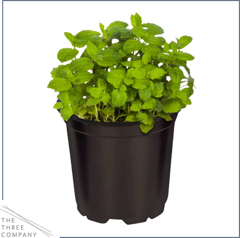 (4 Pack) 6" 3" 1 Live Aromatic and Edible Herbs - Assorted Varieties Per - Lemon Verbena, Eucalyptus, Mint, Lavender