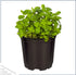 (4 Pack) 6" 3" 1 Live Aromatic and Edible Herbs - Assorted Varieties Per - Lemon Verbena, Eucalyptus, Mint, Lavender