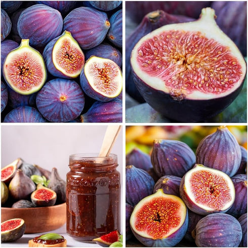 50+ Seed King Figs Sweet Fresh Fruit Seeds for Planting Outdoor-Non-GMO Heirloom Rare Fig Tree Plant in Your Home