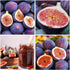 50+ Seed King Figs Sweet Fresh Fruit Seeds for Planting Outdoor-Non-GMO Heirloom Rare Fig Tree Plant in Your Home