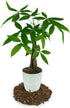 4 Gardenera's Premium Lemon Tree Soil Mix - Perfect Drainage and Nutrient Retention for Citrus Limon Trees - Quart
