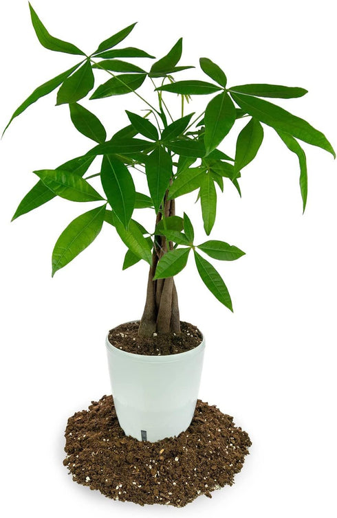 2 Gardenera's Premium Lemon Tree Soil Mix - Perfect Drainage and Nutrient Retention for Citrus Limon Trees - Quart