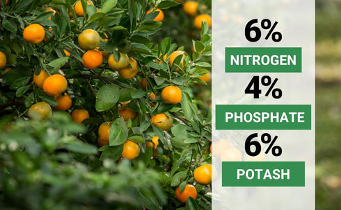(3 GARDENWISE Avocado & Citrus Tree Fertilizer for Indoor & Outdoor Plants | Quick-Release Nitrogen - Citrus Fertilizer