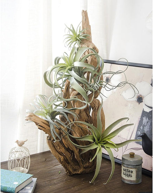 2PCS Faux Succulents Artificial Flocking Tillandsia Air Plants Bromeliads for Home Decor, Garden, Office, Terrarium