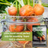 Packet (1) Sow Right Seeds - Parisian Carrot Seed for Planting - Gourmet Round Delicacy - Non-GMO Heirloom
