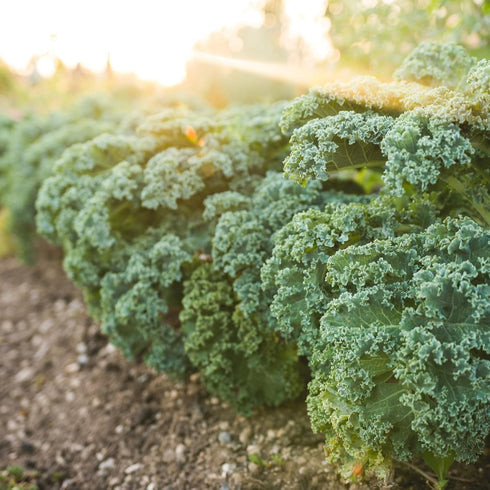 Axel's Garden Seeds 5 Packets Dwarf Siberian Kale Seeds for Planting Plant & Grow Heirloom Non-GMO Dwarf Siberian Kale