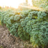 Axel's Garden Seeds 5 Packets Dwarf Siberian Kale Seeds for Planting Plant & Grow Heirloom Non-GMO Dwarf Siberian Kale